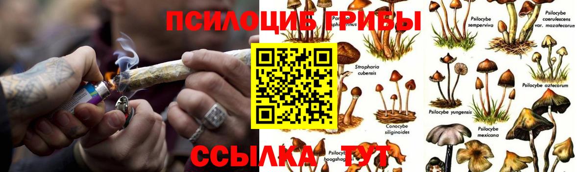 Галлюциногенные грибы Psilocybe  Вход с VPN  Гулькевичи 